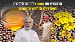 सरसों के दामों में ₹1000 कुंतल का उछाल: किसानों के लिए बड़ी राहत, Mustard Price Hike!